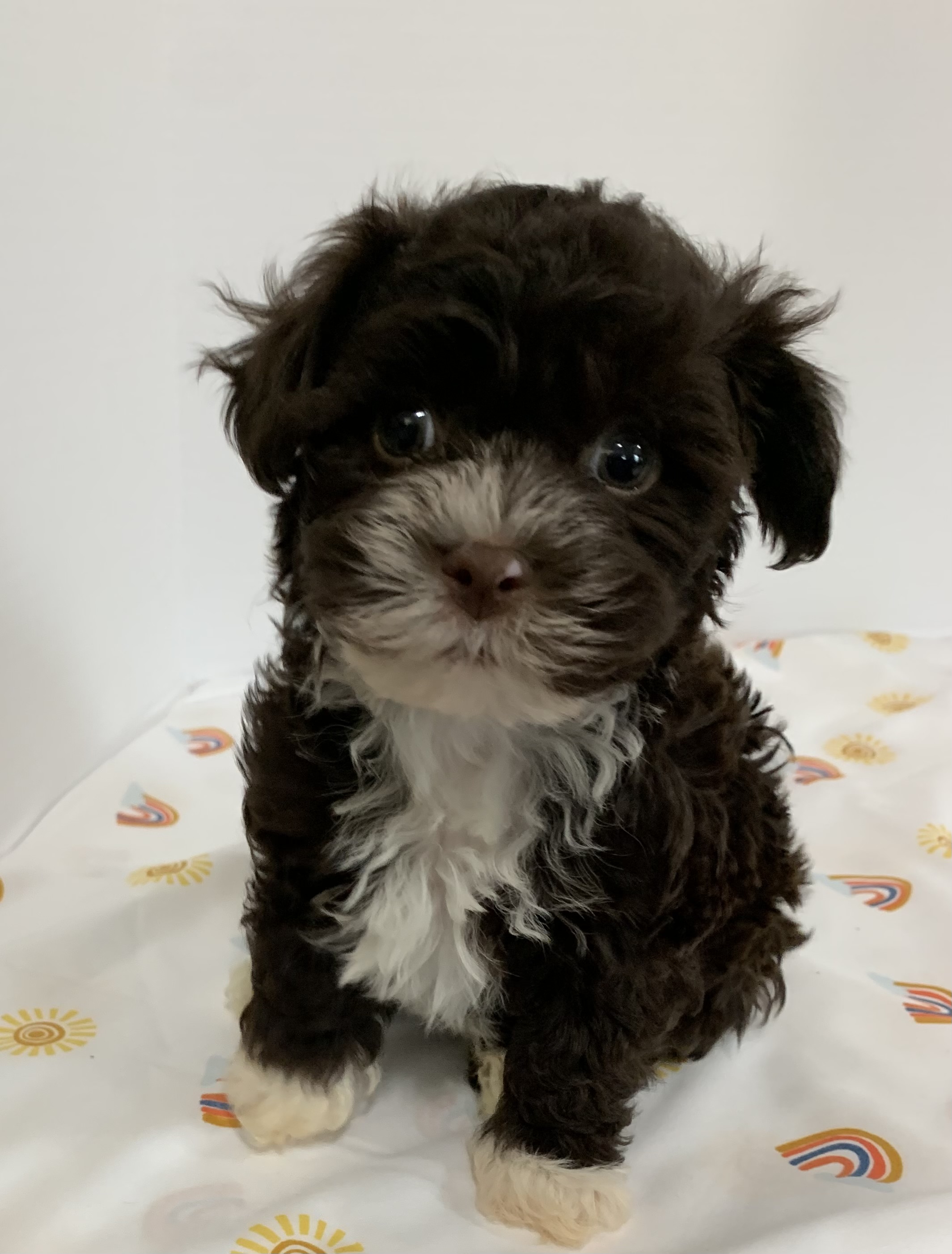 puppy, for, sale, Havanese, Debra K Lott, dog, breeder, Merit, TX, dog-breeder, puppy-for-sale, forsale, nearby, find, puppyfind, locator, puppylocator, aca